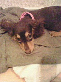dog2