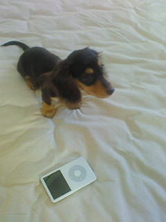 dog1