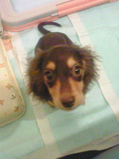 dog1