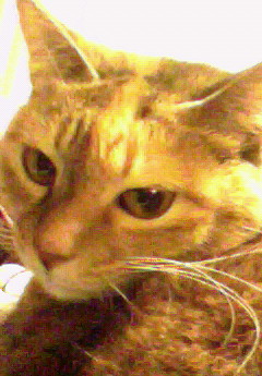 sara