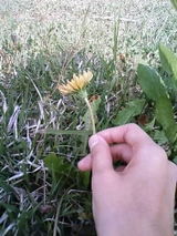 ���ܥ���ݥ�