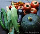 野菜の収穫
