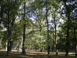 癒し公園