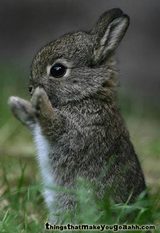 野うさぎ
