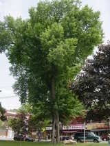 tree