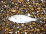 snapper