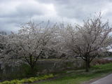Cherry tree