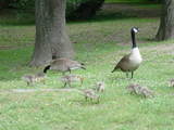 geese