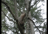 woodchuck