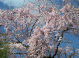 spring09