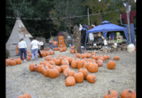 pumkinmarket