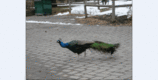 peacock