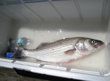 striper