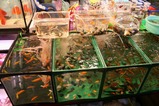 屋台 金魚