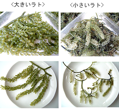 LATO1
