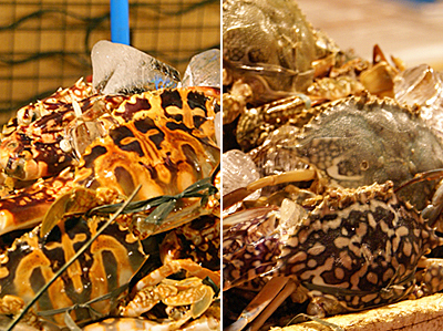 dampa8