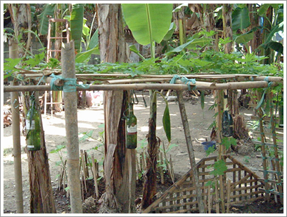 ampalaya 1