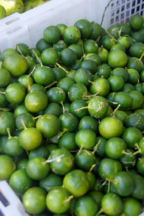 calamansi