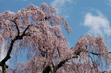 cherry_01.jpg