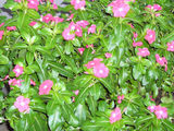 a008