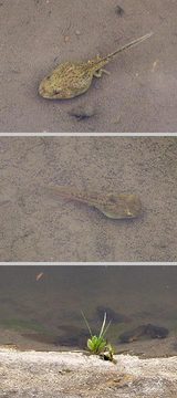 野良お玉