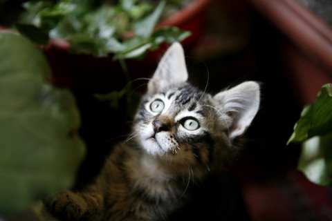 回顧編002_猫