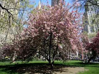 2006_04_19_桜