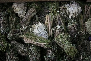 2006_02_22_怪しい薬草
