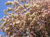 Blossoms of arboterum