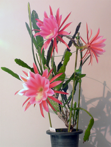 Epiphyllum