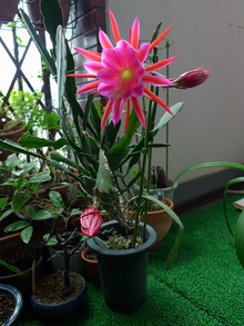Epiphyllum