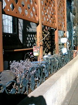 ラベンダー剪定