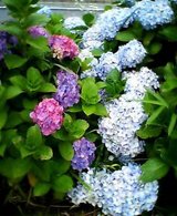 紫陽花