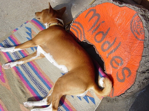 tinga