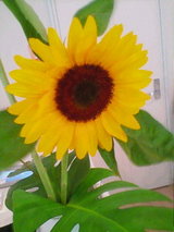 0e2b31ef.jpg