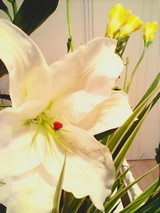 2094ed04.jpg