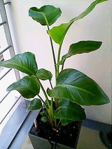 33f38b44.jpg