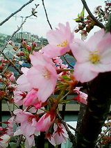 a2050f00.jpg