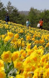 満開となり見ごろを迎えたスイセン=宮城県蔵王町のみやぎ蔵王えぼしスキー場で、手塚耕一郎撮影