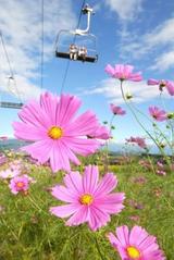 �Ķ��β����餭�ؤ륳���⥹��Ĺ���ǻĮ�ι�ɱ�⸶�����⥹��ǡ����Ĳ������ơ�������ʹ��