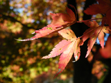 DSCF3995