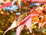 DSCF4140