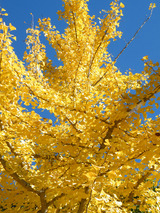 DSCF4044