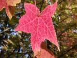 紅葉