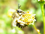 蜂