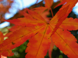 DSCF3989