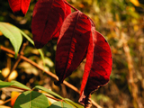 DSCF3647