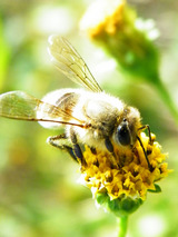蜂