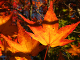 DSCF4119