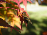 DSCF4133